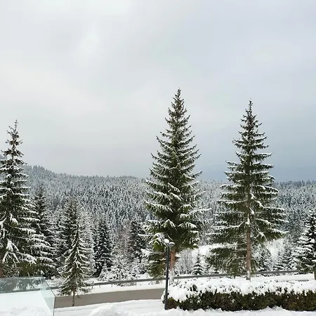Forest 4* Pale
